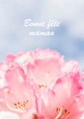Fleurs roses et tendres pens&eacute;es pour maman